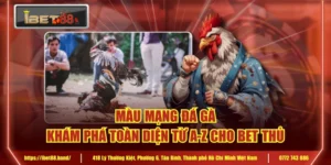 Màu Mạng Đá Gà Khám Phá Toàn Diện Từ A-Z Cho Bet Thủ