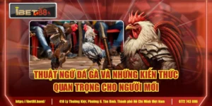 Thuật Ngữ Đá Gà Và Những Kiến Thức Quan Trọng Cho Người Mới